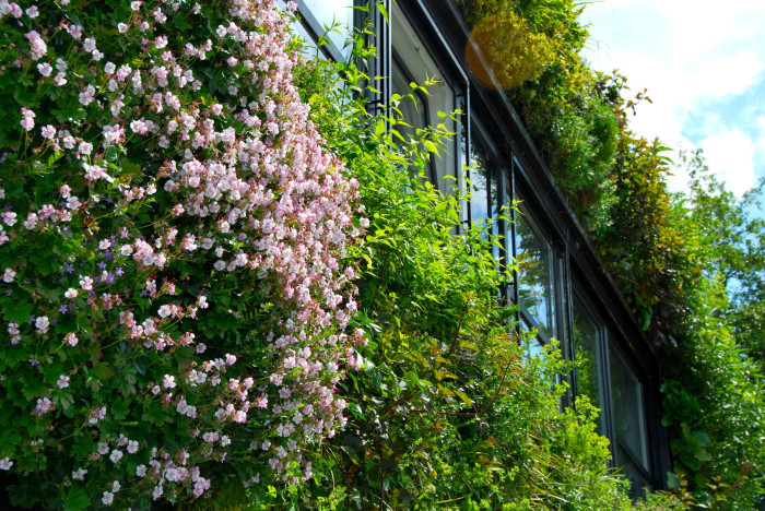 Zelené fasády přispívají ke snižování spotřeby energie v budovách.