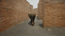 Big Ears Listen with Feet