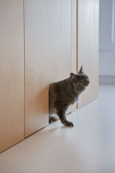 Originální dvířka pro kočky. ("Open space" byt v Hodoníně od Atel!er)