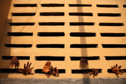 Věznice pro mladistvé v Sieře Leone, vítězná série Pavla Nasadila v kategorii Problémy dnešní doby soutěže Czech Press Photo