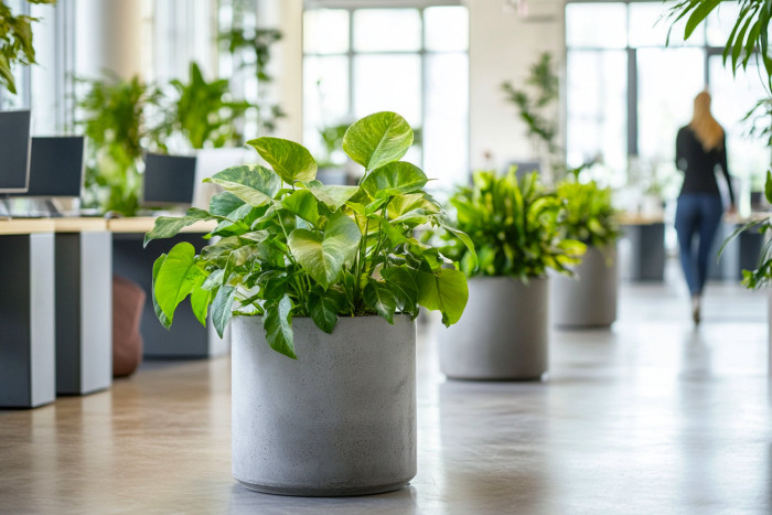 Jungle Interiors přináší zeleň na míru – od zelených stěn, atrií a fasád až po pronájem rostlin s profesionální péči.