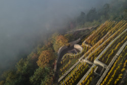 Degustační prostor Fibonacci, Marco Maio Architects: Vinou se ním kamenné zídky podpírající terasy vinohradu, kořeny mají ve středověku.