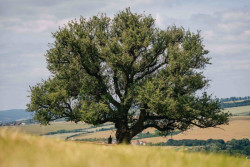 Hruška v Radovách - anketa Strom roku