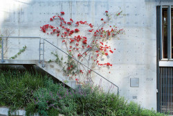 Hollywood House, agps architecture / Marc Angélil, Sarah Graham