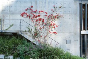 Hollywood House, agps architecture / Marc Angélil, Sarah Graham