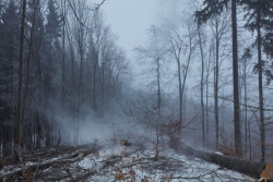 Kloboucká lesní, příběh lesa