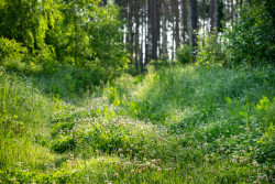 20 let ozdravování lesa a krajiny Velkobítešska