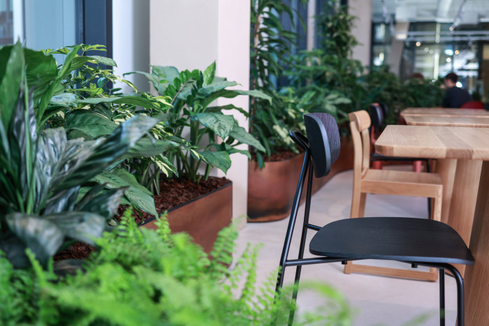 Pronájem rostlin s péčí od Jungle Interiors