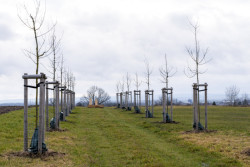 Přibyly tu čtyři stovky stromů.