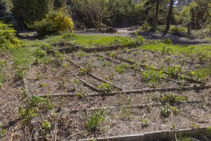 Když se vše povede, budou zahrádky ojedinělým krajinářským experimentem. (Proměna zahrádkářské kolonie na park v Praze; Terra Florida)
