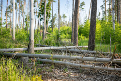 20 let ozdravování lesa a krajiny Velkobítešska
