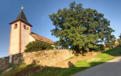 Kostelní dub - anketa Strom roku