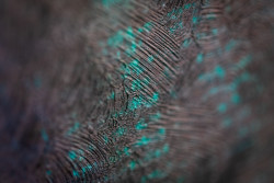 Umělecká tapeta od Canonu