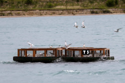 Betonové ostrůvky s rybáky obecnými