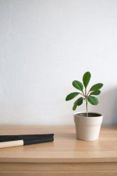 Lucie Hájková, Flos / konev na zalévání - foto