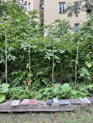 Čerstvá zelenina přímo v zahradě. Když se v ateliérů v létě vaří, je to pro rajčata kousek