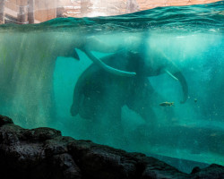 Orientarium v Lodži