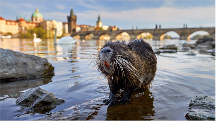 Od 21. března do 1. září bude v pražském CAMPu k vidění výstava Planeta Praha, která pozoruje město „očima“ rostlin a živočichů.