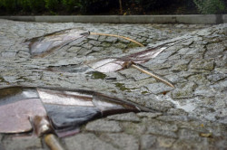 Alexandra Koláčková, Pochozí fontána s rejnoky, ZOO Zlín-Lešná - foto