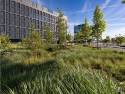 Krajinářská úprava okolo kancelářského komplexu Nová Rustonka na Invalidovně v Praze od Jany Pyškové