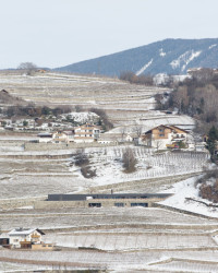 Vila P, Bergmeisterwolf