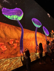 22. a 23. března 2024 se koná plzeňský festival světla a umění ve veřejném prostoru BLIK BLIK.