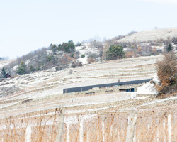 Vila P, Bergmeisterwolf