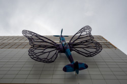 Motýli Davida Černého vzbudili rozruch jako kýč. To ovšem ještě nikdo netušil, co bude uvnitř – v hájemství křišťálových lustrů a umělohmotných goril. 

