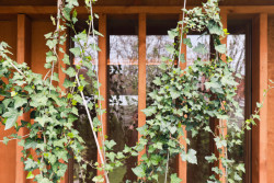 Vchod do sauny se proto trochu ukrývá za konstrukcí dřevěných lamel. (Sauna, Adam Lukačovič)