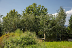 Za deset let řádně povyrostla pohledová březová hradba; domy jsou v listnaté sezóně téměř dokonale skryty.