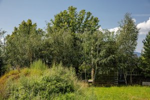 Za deset let řádně povyrostla pohledová březová hradba; domy jsou v listnaté sezóně téměř dokonale skryty.