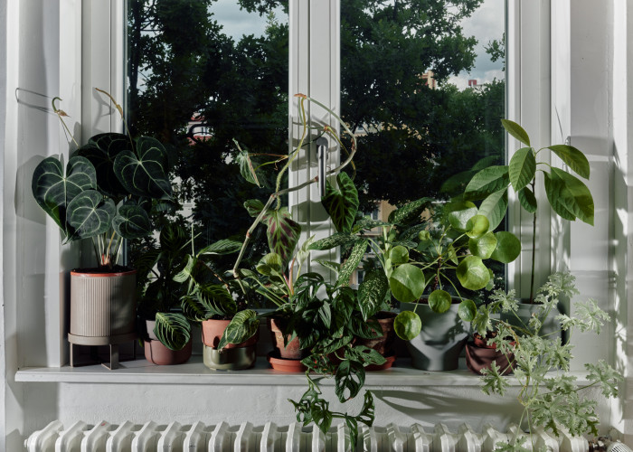 Kniha "Plantlovers. Neviditelná botanika městského prostředí" se věnuje rostlinám a udržitelnosti