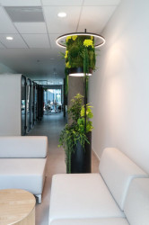 Jungle Raketa je vhodná pro kanceláře a coworkingy, kde vegetace podporuje koncentraci a pocit pohody.