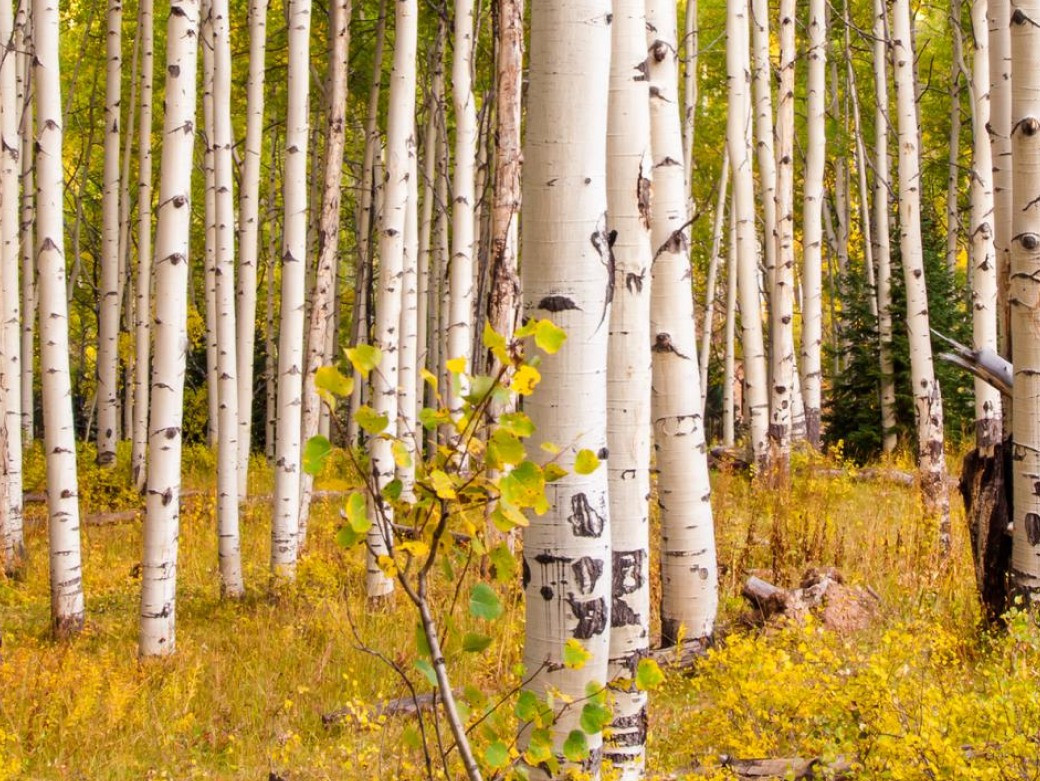 Odtud všechno začíná. Právě bříza dává překližce její pevnost, světlost i jemnou kresbu.