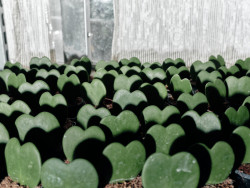 Kniha "Plantlovers. Neviditelná botanika městského prostředí" se věnuje rostlinám a udržitelnosti