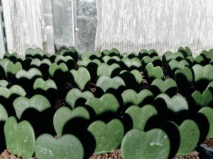 Kniha "Plantlovers. Neviditelná botanika městského prostředí" se věnuje rostlinám a udržitelnosti