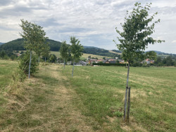 Nová alej u Hodslavic