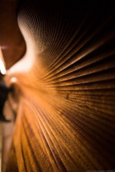 PARTISANS, Bar Raval - foto