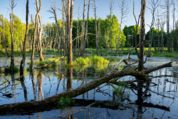 Obnova mokřadů u obce Maříž soutěží v kategorii Krajina.