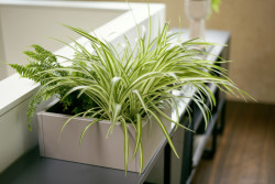 Modulární policový systém se:matrix značka doplnila odnímatelnými květináči.