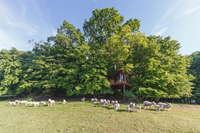 Tree House, Jan Tyrpekl