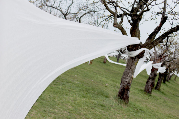 Landartová instalace Třešňovka, Tomáš Kodet.