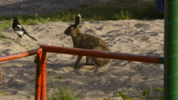 Od 21. března do 1. září bude v pražském CAMPu k vidění výstava Planeta Praha, která pozoruje město „očima“ rostlin a živočichů.