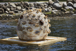 Mycelium Moon, Studio ThinkingHand