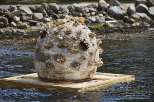 Mycelium Moon, Studio ThinkingHand