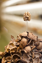 Soutěž o nejlepší výlohu vyhrála hravá instalace hory skořápek od designérek Adély Kadlčákové a Marie Sixtové.