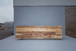 Kloboucká lesní, příběh lesa