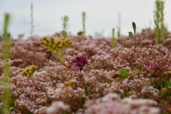 3. místo - Extenzivní střechy a pěstební střešní zahrada v Lukách nad Jihlavou.