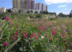 Sídliště Nový Lískovec v Brně