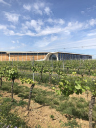 Vinařství Lahofer je doslova uprostřed vinic a určitě stojí za to si obejít i výrobní část. Foto: Matěj Beránek
